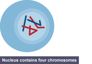 A cell just before mitosis begins - the nucleus contains four chromosomes.