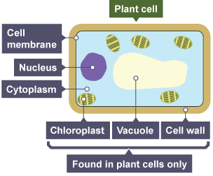 BBC Bitesize - GCSE Biology (Single Science) - Variety of ...