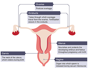 Female reproductive system