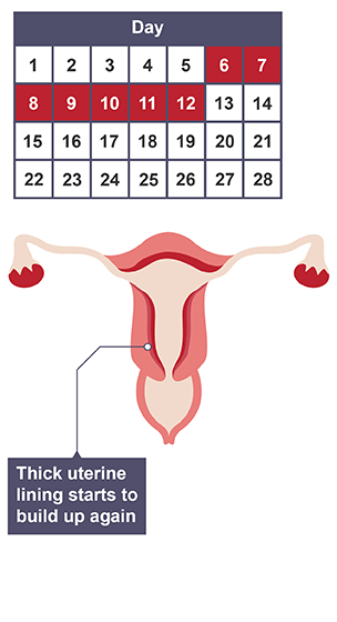 BODY_SYSTEMS_REPRODUCTION_MENSTRUAL_CYCLE_PART_2