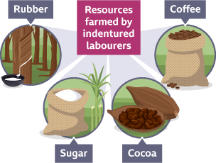 A petal diagram to show which resources were farmed by indentured labourers- sugar, cocoa, coffee, rubber.