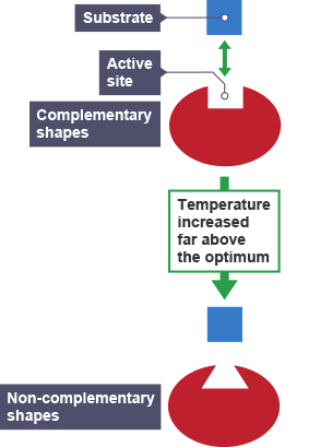 An enzyme and a substrate which are complementary shapes.  The temperature increases far above the optimum and they become non-complementary shapes.