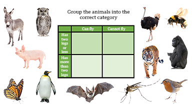 Carroll diagram with a selection of animals to be grouped into the correct category