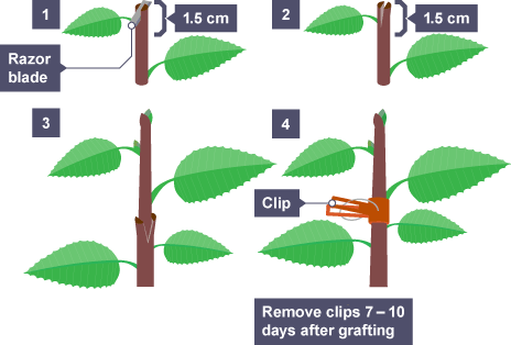 Runner in outlet biology