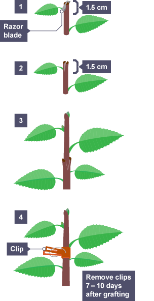 Grafting - Propagating and growing plants - National 4 Biology Revision ...