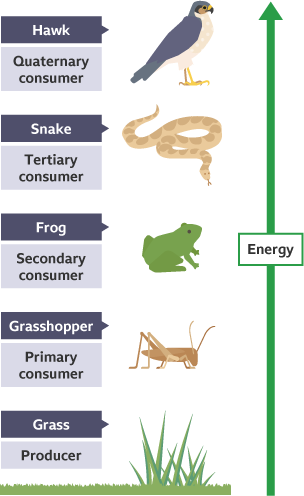 grass → grasshopper → frog → snake → Hawk WITH ACCOMPANYING LABELS Producer → Primary consumer → Secondary consumer → Tertiary consumer → quaternary consumer and Top predator 