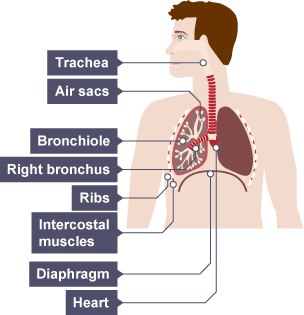 The structure of the lungs.  The trachea is below the throat, it passes under the rib cage into the lungs.  The lungs consist of air sacs, brochiole, bronchus.  Around the ribs is the intercostal muscles.  Below the lungs is the diaphragm.