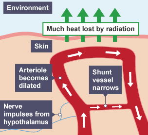 Diagram looks like a capital A. The horizontal is shunt vessel. Nerve impulses come from the hypothalmus and the arteriole becomes dilated whilst the shunt vessel narrows. A lot of heat is lost. 