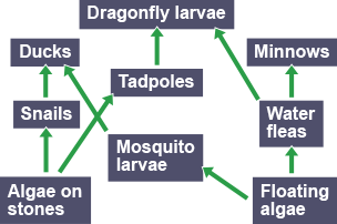 A food web of a Scottish loch. At the bottom are algae on stones and floating algae.   Algae on stones is consumed by snails and tadpoles.  Floating algae is consumed by mosquito larvae and water fleas.  Ducks consume the snails and mosquito larvae.  Tadpoles are consumed by dragonlfy larvae which also eat the water fleas.   Water fleas are also consumed by minnows.