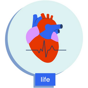 an anatomical heart with a heart beat line, depicting life