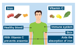 Sources of Iron and Vitamin C.