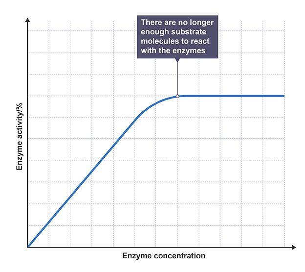 Digestive enzyme concentration