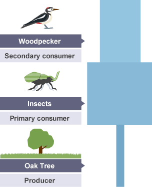 from bottom to top: oak tree, insects, woodpecker. The oak tree bar which shows the number of organisms is smallest, the insects bar is largest