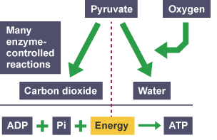 Pyruvate breaks down into carbon dioxide, and water (with the addition of oxygen).  The released energy is combined with 18 ADP and 18 Pi to create 18 ATP.