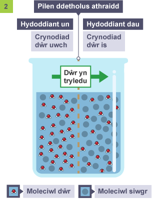Cynnwys bicer wedi'u gwahanu â philen athraidd ddetholus. Hydoddiant un, crynodiad dŵr uwch. Hydoddiant dau, crynodiad dŵr is. Saeth ar draws y bilen wedi'i labelu'n Trylediad dŵr.
