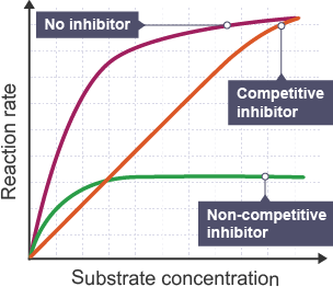 3 lines. Top - no inhibitor steep rise starts to level.  Middle - competitive inhibitor straight 45 degree angle.  Bottom - Non-competitive inhibitor rises between first two for a bit then flattens.