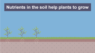 2 of 4: Nutrients in the soil help plants to grow.