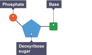 A nucleotide consisting of a deoxyribose sugar, phosphate and base