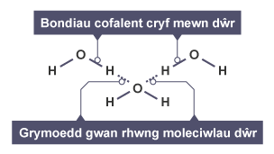Nifer mawr o foleciwlau dŵr, yn dangos y bondiau cofalent cryf rhwng yr atomau ocsigen a hydrogen ym mhob moleciwl, a'r grymoedd gwan rhwng y moleciwlau eu hunain.