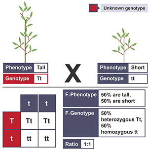 Genetics back cross 2