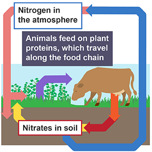 Nitrogen cycle feeding