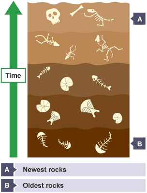 Cross-section of soil.  At the bottom are the oldest rocks and fossils and at the top the newest