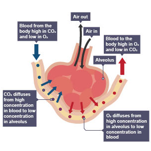 Diffusion in the lungs. Oxygen diffuses from high concentration in alveolus to low concentration in blood. Carbon dioxide diffuses from high concentration in blood to low concentration in alveolus.
