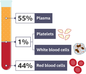 a test tube showing the parts of the blood and their percentages. Plasma 55%, Platlets and White blood cells 1%, Red blood cells 44%