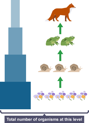 pyramid of numbers diagram