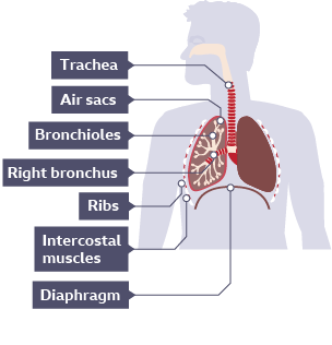 An inside view of the body, showing the trachea, bronchi, bronchioles, air sacs, diaphragm and ribs.