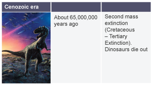 Cenozoic era. About 65,000,000 years ago: second mass extinction - the Creataceous-Tertiary exctinction. Dinosaurs die out.