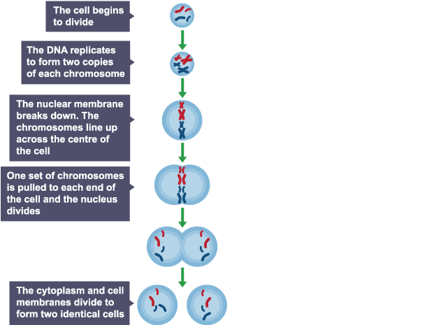 Mitosis