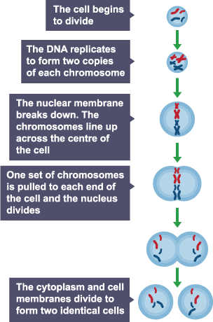 The cell undergoes a type of cell division called mitosis