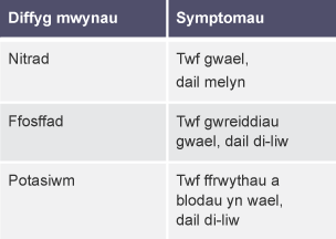 "Tabl 2 golofn a 3 rhes. Diffyg mwynau a'u symptomau: Nitrad - Twf gwael, dail melyn. Ffosffad - Twf gwreiddiau gwael, dail di-liw. Potasiwm - Twf ffrwythau a blodau yn wael, dail di-liw "