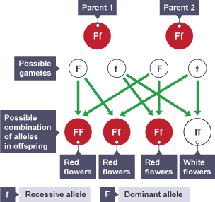 Diagram showing the inherited characteristics in peas