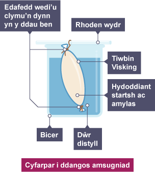 Diagram o gyfarpar tiwbin Visking i ddangos amsugno. Tiwbin Visking yn llawn hydoddiant startsh a glwcos wedi'i ddal mewn bicer yn llawn dŵr distyll.