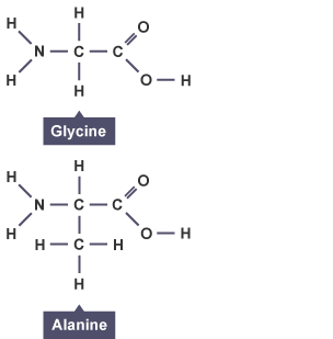 The covalent structures of glycine and alanine.