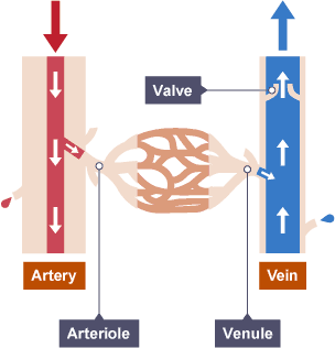 Arteries, capillaries and veins - Transport systems - Animals