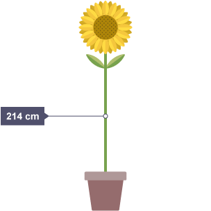 Sunflower of height = 214cm