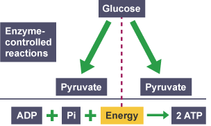 Glucose becomes two pyruvate and releases energy.  The energy is combined with two ADP and two Pi to create two ATP.