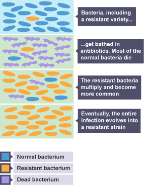 Bacteria get bathed in antibiotics. Most of the normal bacteria die. The resistant bacteria multiply and become more common. Eventually, the entire infection evolves into a resistant strain