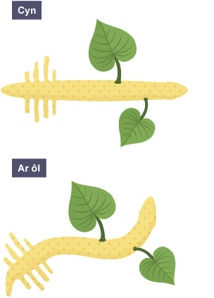 Mewn gwreiddyn llorweddol, mae'r ochr isaf yn cynnwys mwy o awcsin ac yn tyfu llai, gan achosi i'r gwreiddyn blygu i gyfeiriad grym disgyrchiant.