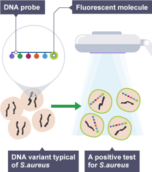 Diagram illustrating how scientists can look for diseased tissue in DNA