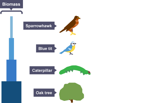 Pyramid Of Numbers Biology Igcse
