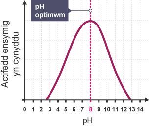 Graff llinell yn dangos gweithgarwch ensym yn cynyddu yn ôl lefelau pH. pH 8, brig y llinell, wedi'i labelu'n pH optimwm.