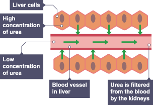 Some examples of diffusion in biological systems