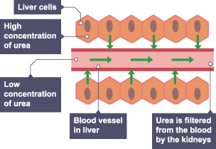 Animal Diffusion