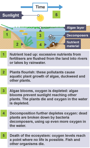 An illustration showing eutrophication in water caused by an increase in nitrate and phosphate from fertilisers.