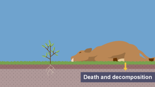 Stage four of the nitrogen cycle