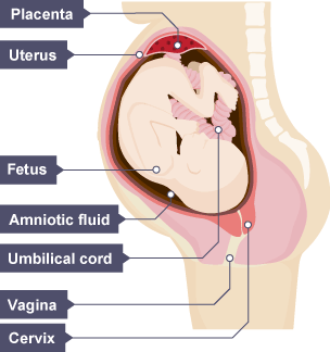 Development of a fetus